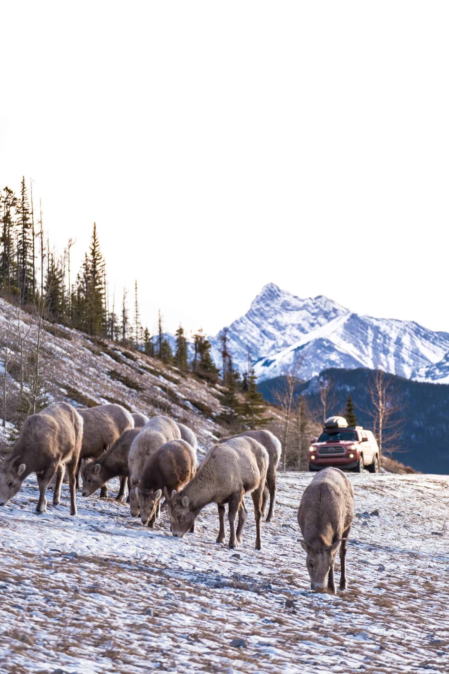 Renting a Car in Canada