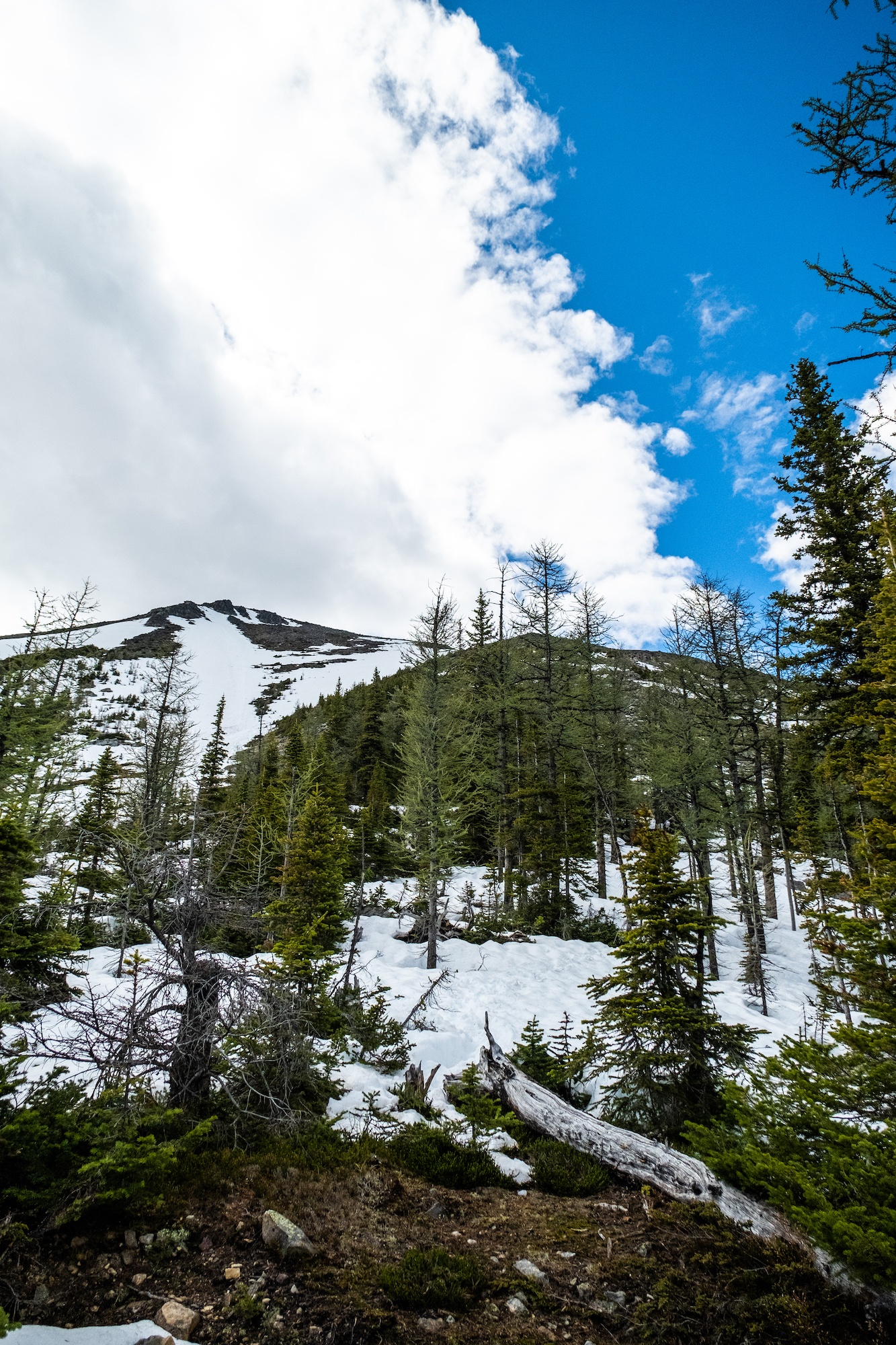 Forest Below Mount St. Piran