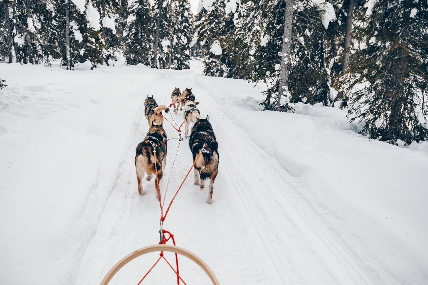 Dog Sled Tour  in canmore