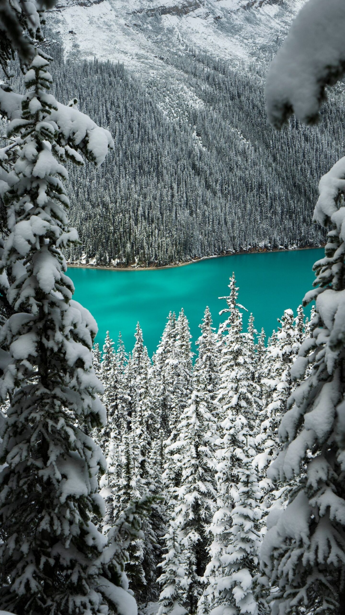 banff snowshoeing tours