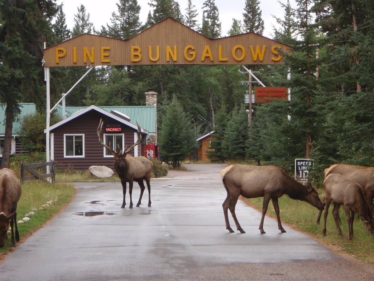 Pine Bungalows - best hotels in jasper