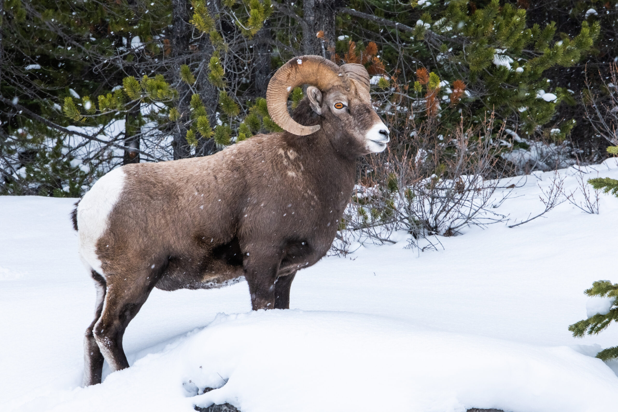 mountain sheep in the rockies