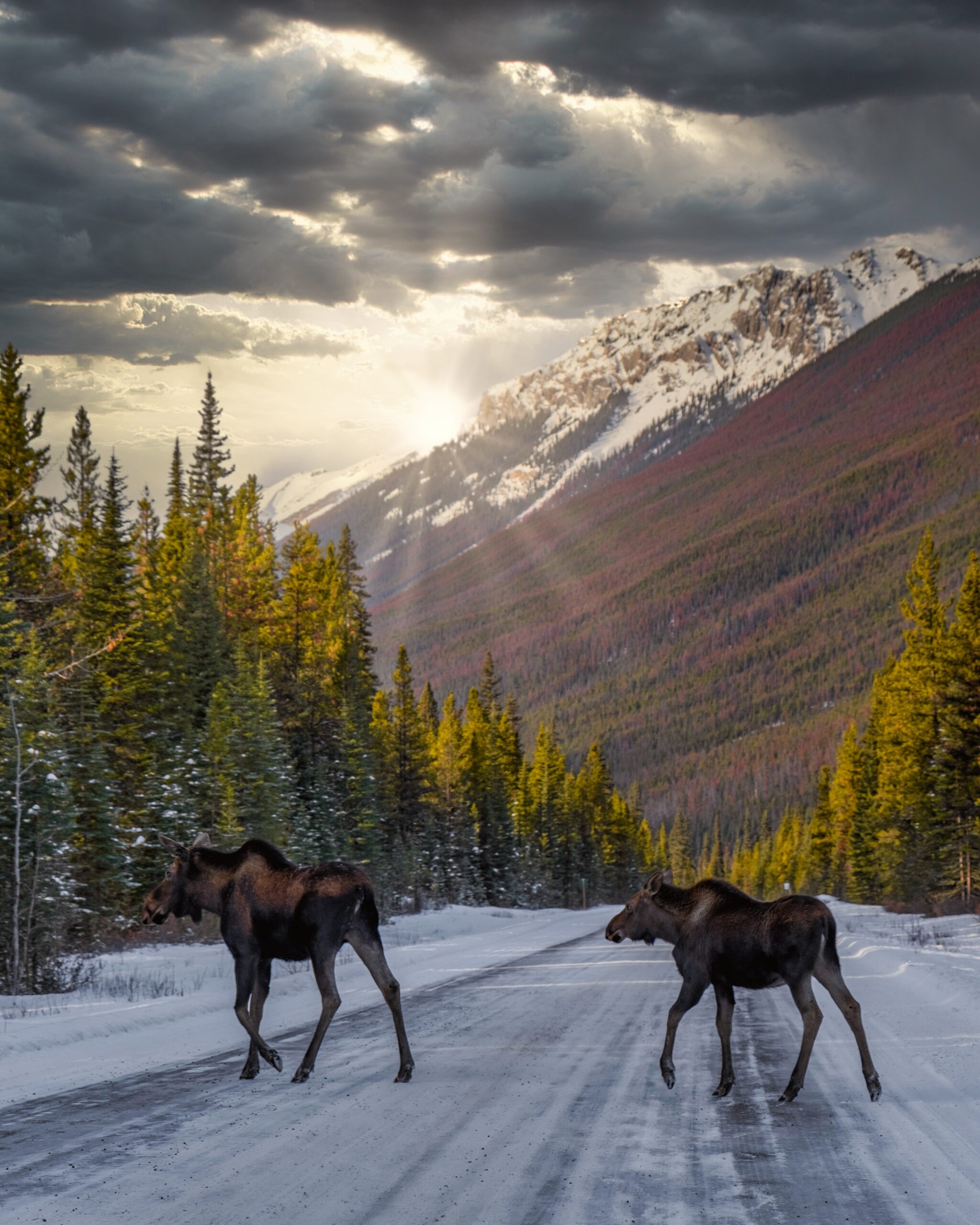 Moose Cross the road on the Maligne Lake Road in Jasper National Park