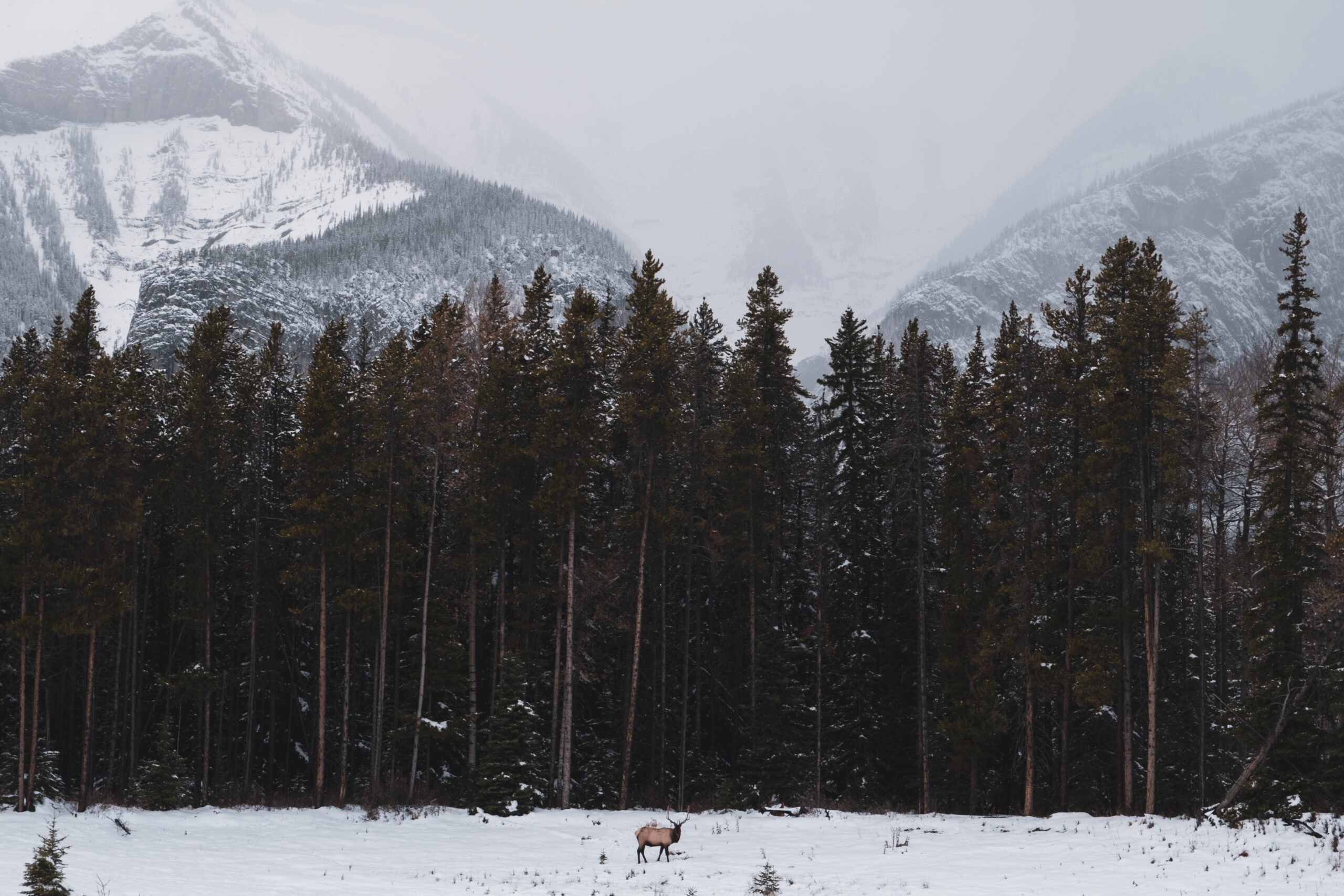 Elk in Banff