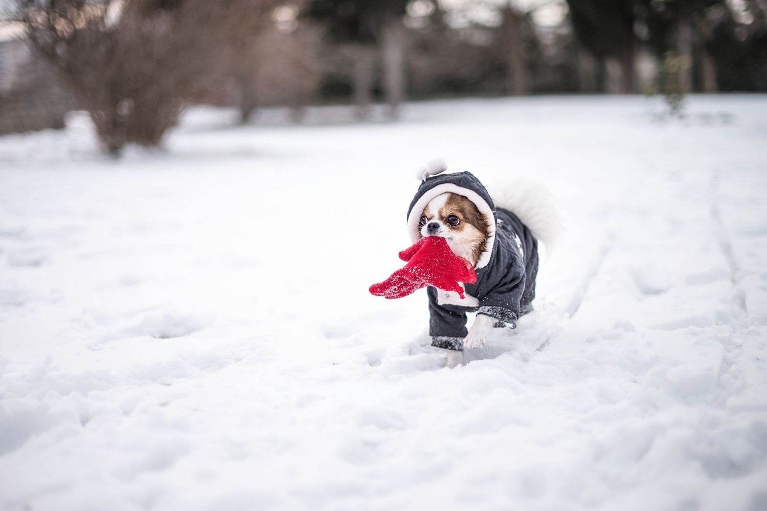 mount engadine is pet friendly