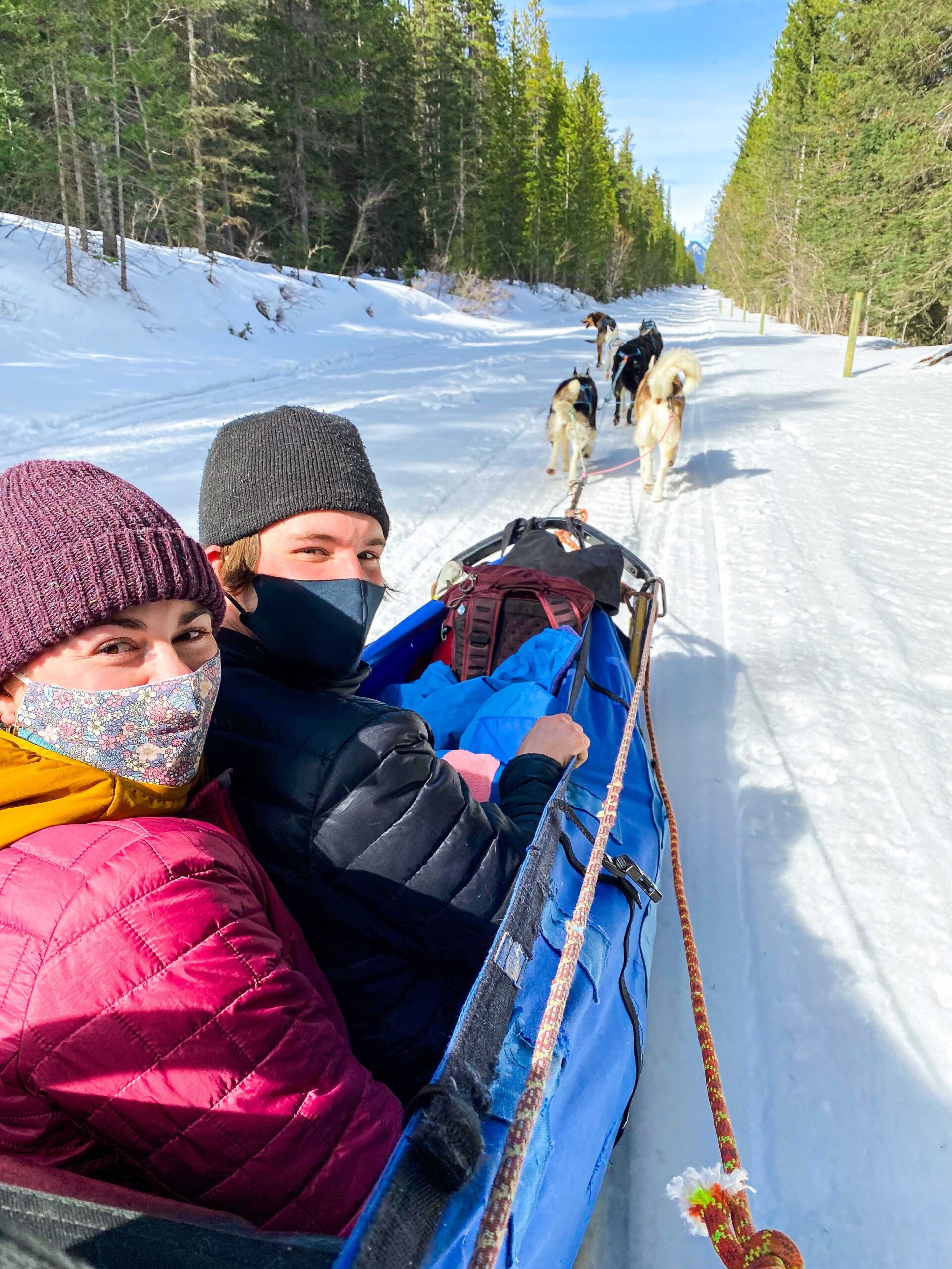 Dog sledding in Canmore