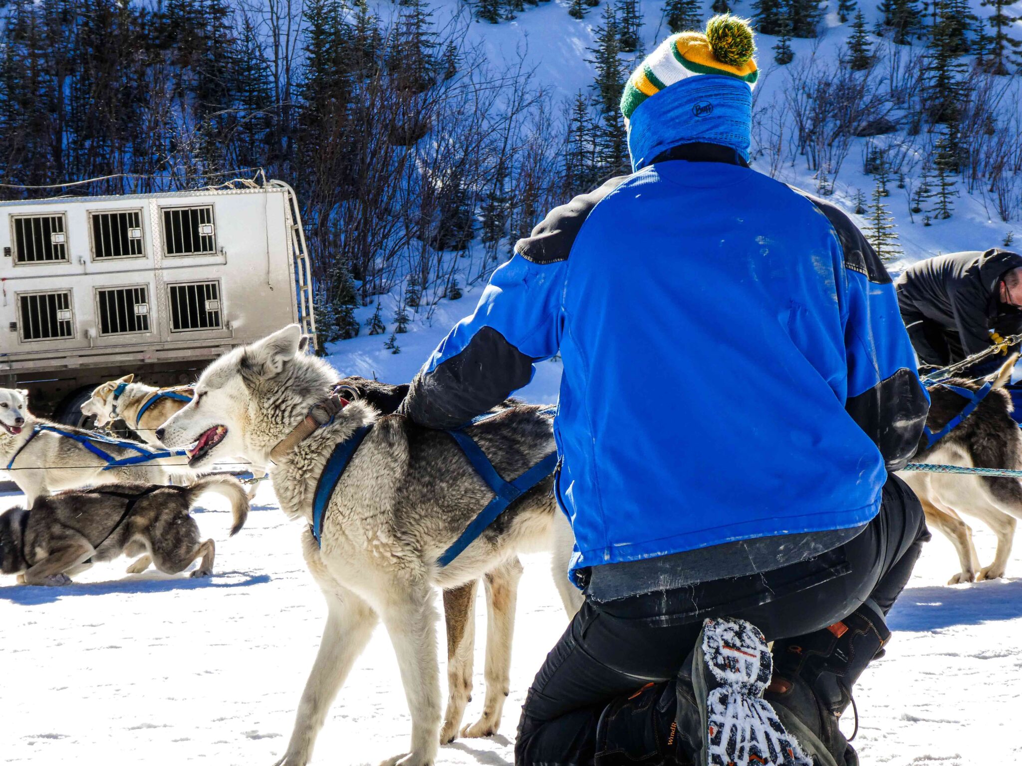 All You NEED To Know About Dog Sledding in Canmore