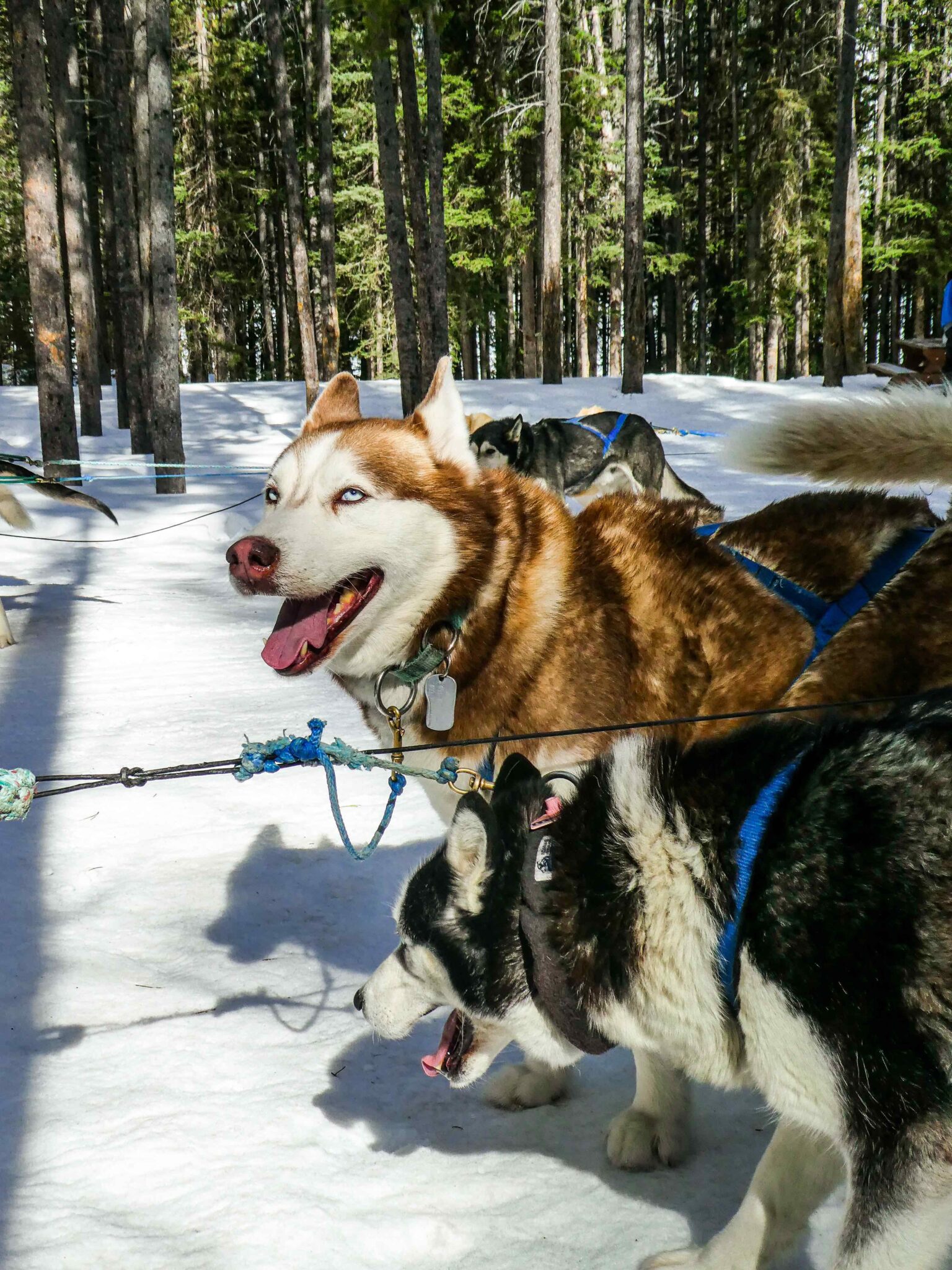 All You NEED To Know About Dog Sledding in Canmore