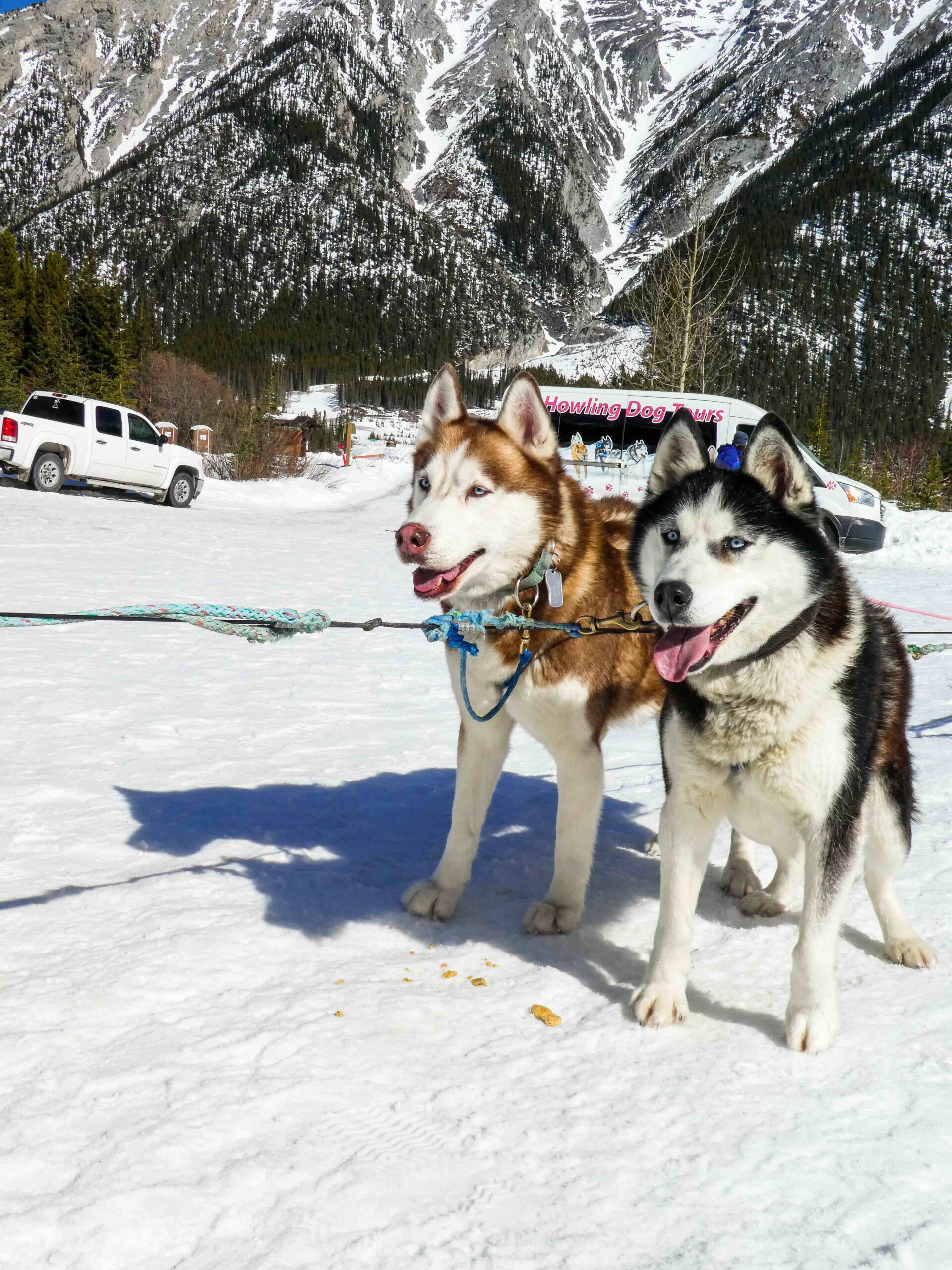 dog sledding in winter