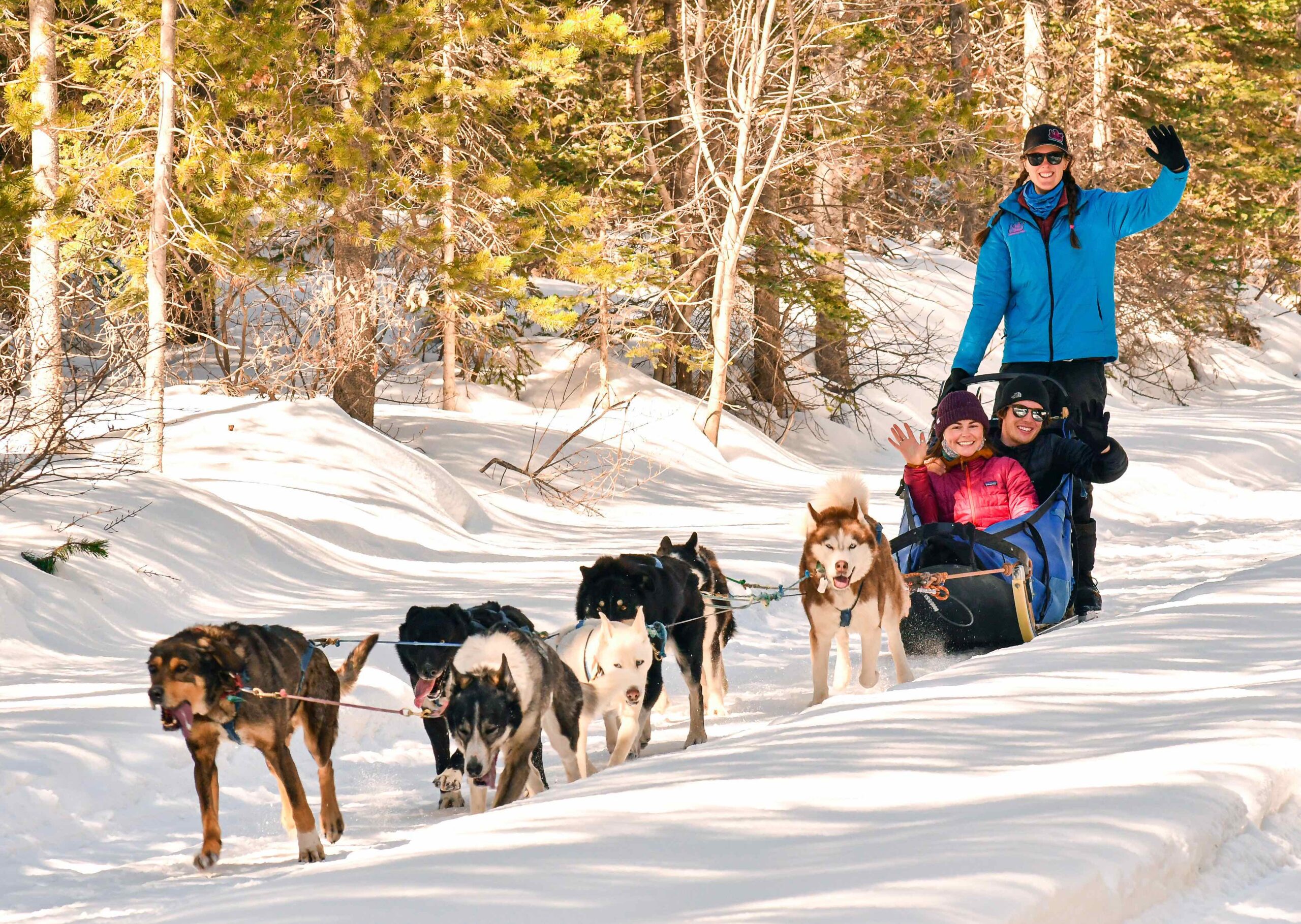 Dog sledding in Canmore