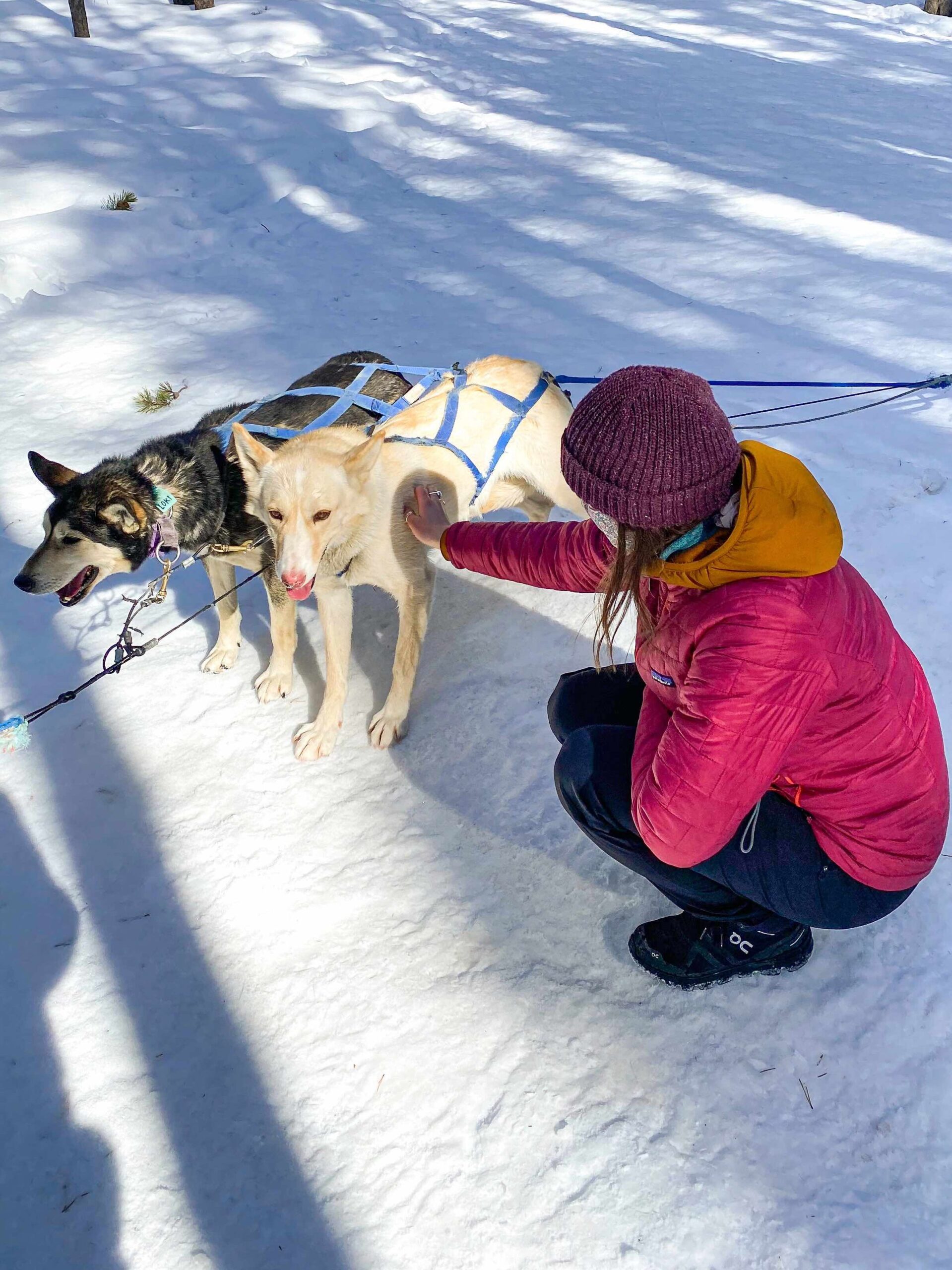 dog sled tours canmore
