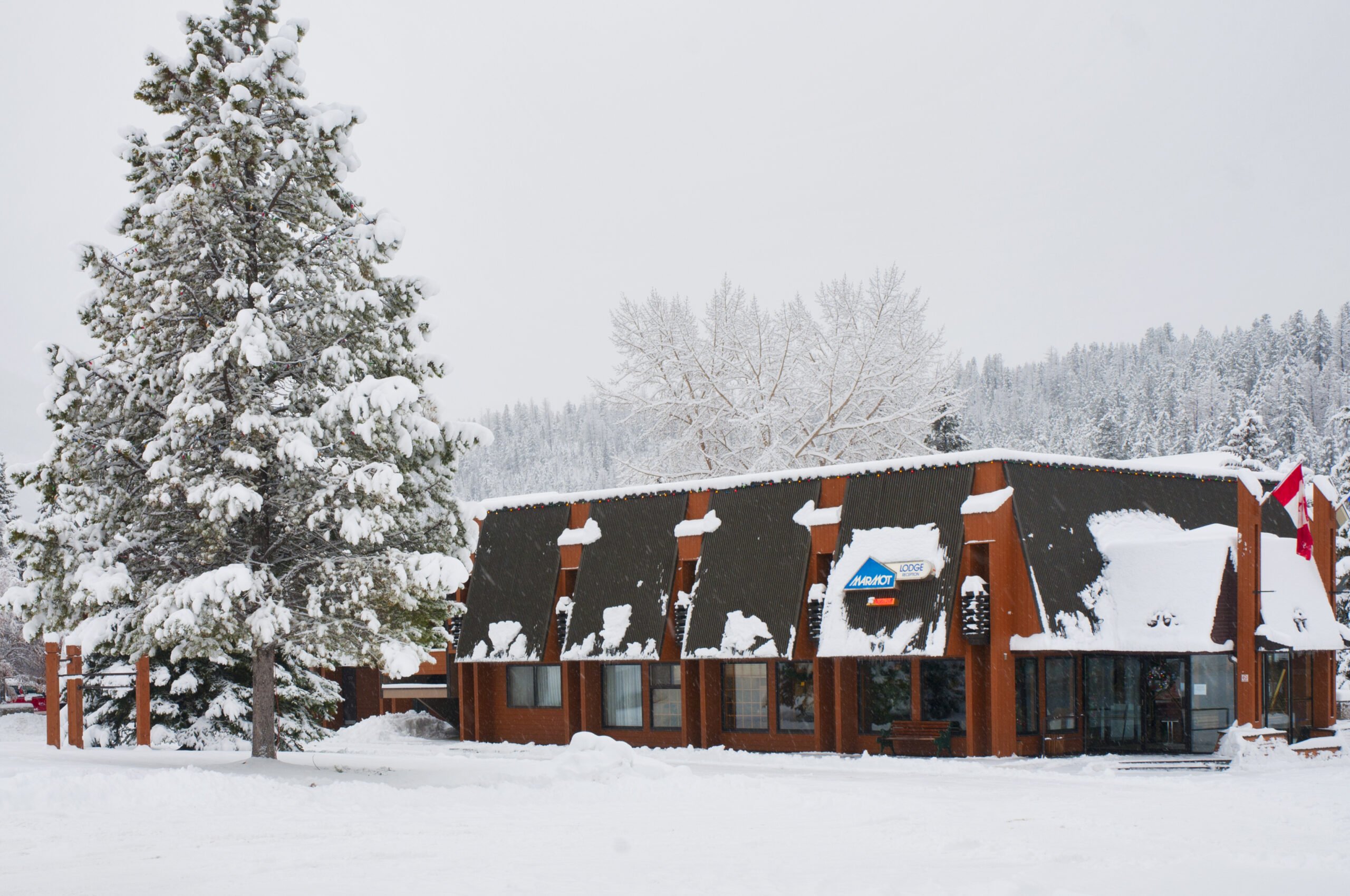 Marmot Lodge - best hotels in jasper
