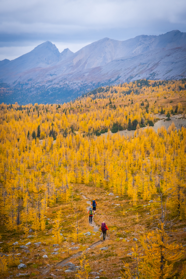 Mount Assiniboine Provincial Park during larch season