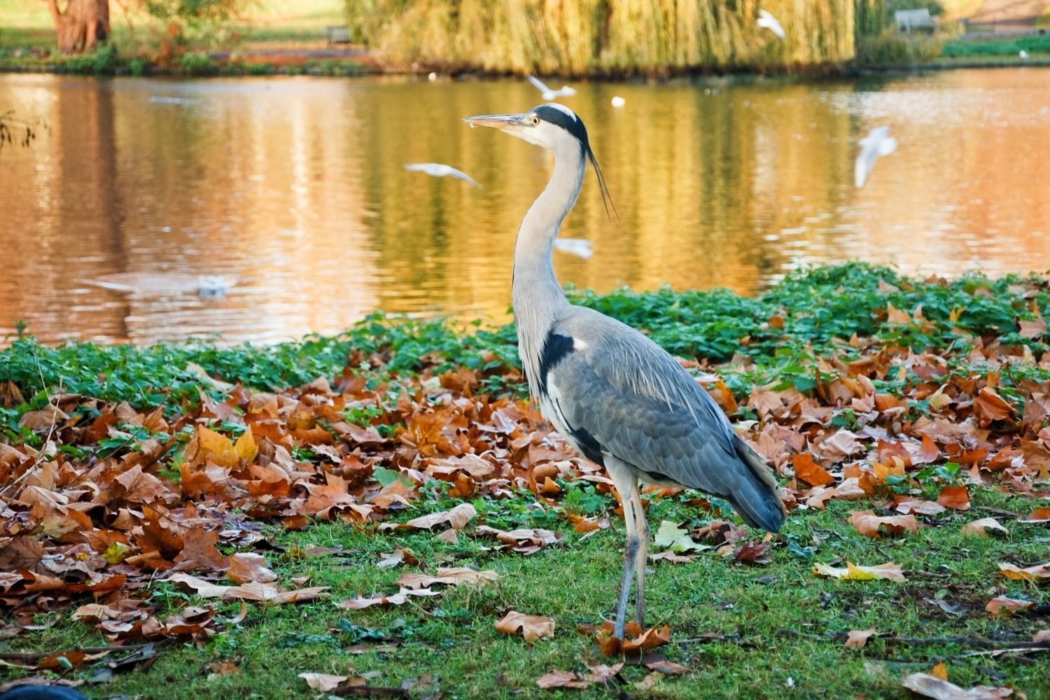 Inglewood Bird Sanctuary & Nature Centre