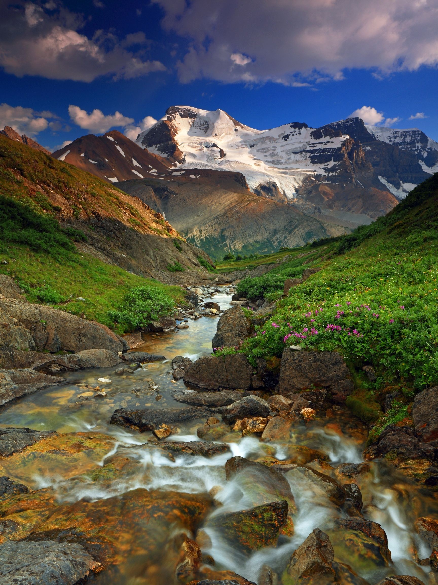 A Photo Of Mount Athabasca From Wilcox Pass