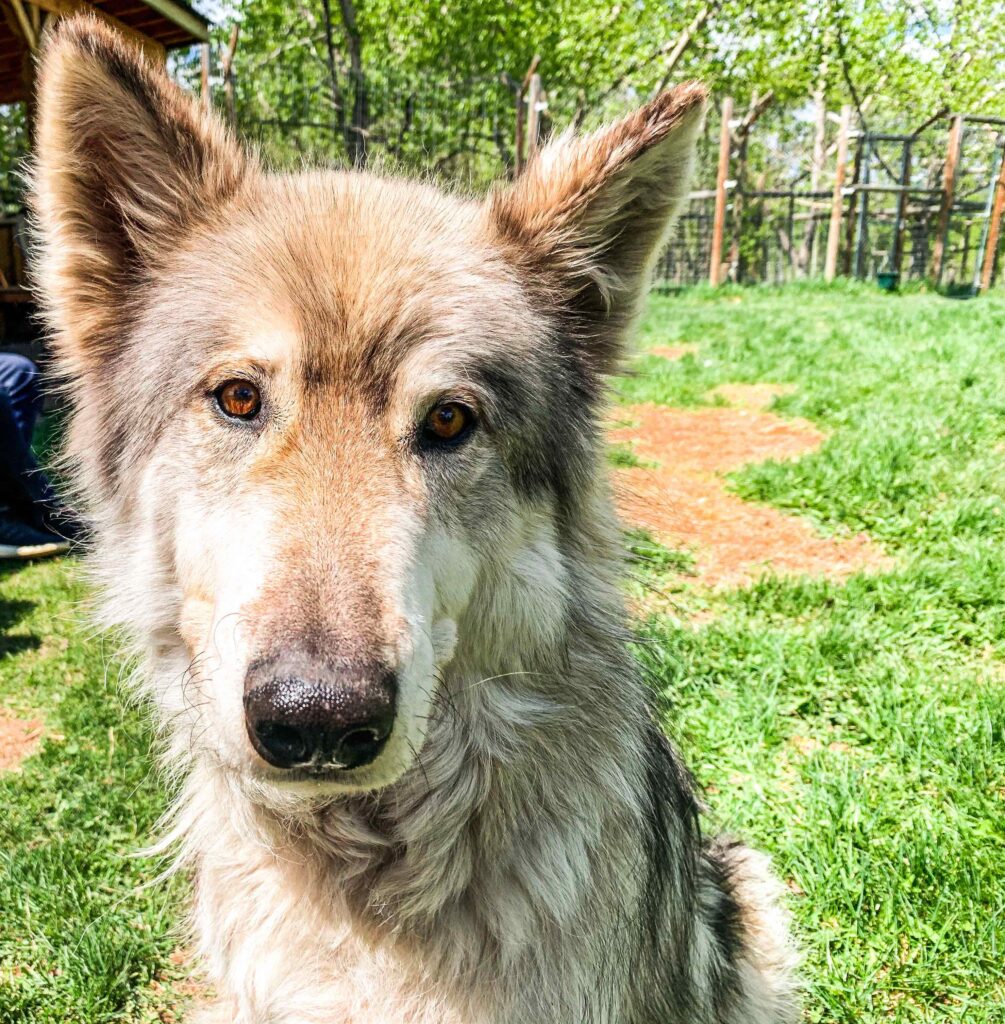 Loki, a low-content wolfdog at Yamnuska Wolfdog Sanctuary
