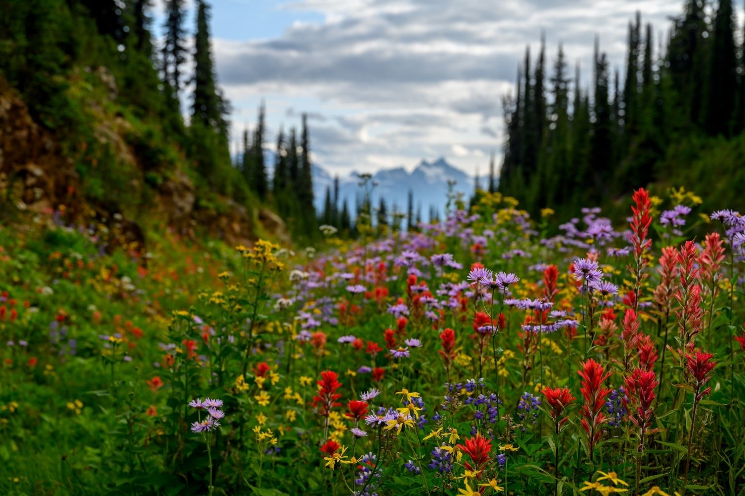 Flowers in Revelstoke