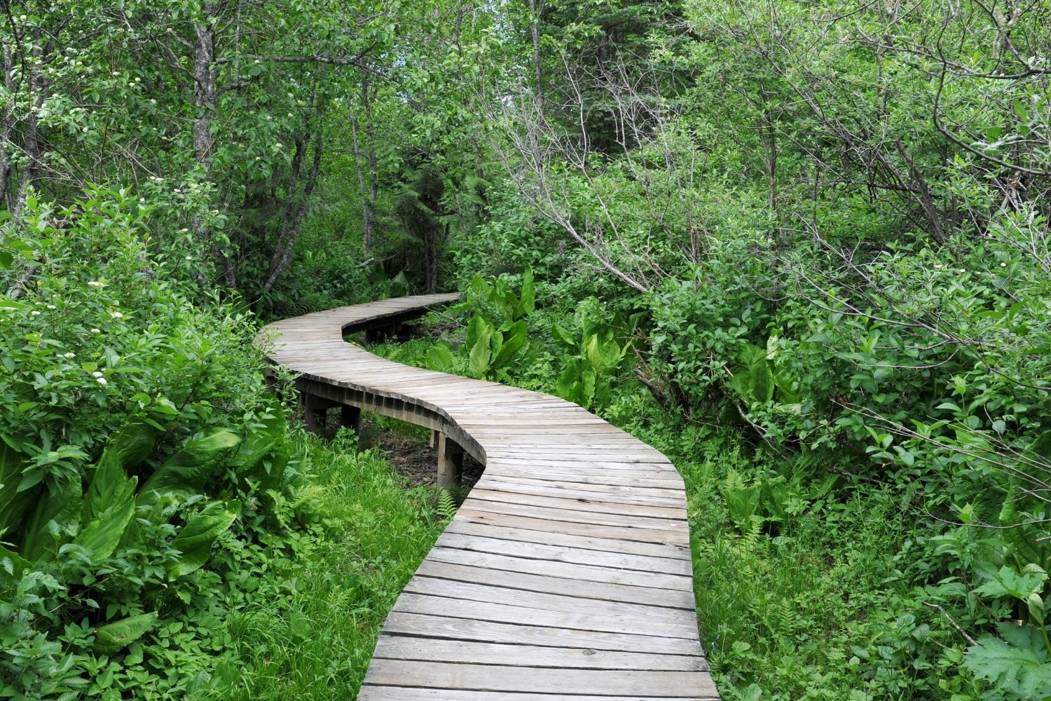 Mount Revelstoke National Park