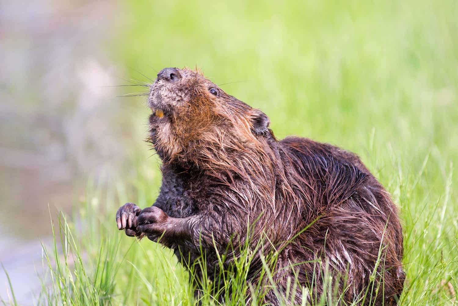 10 Strange Facts About Canada's Climate - The Wild Canadian Year