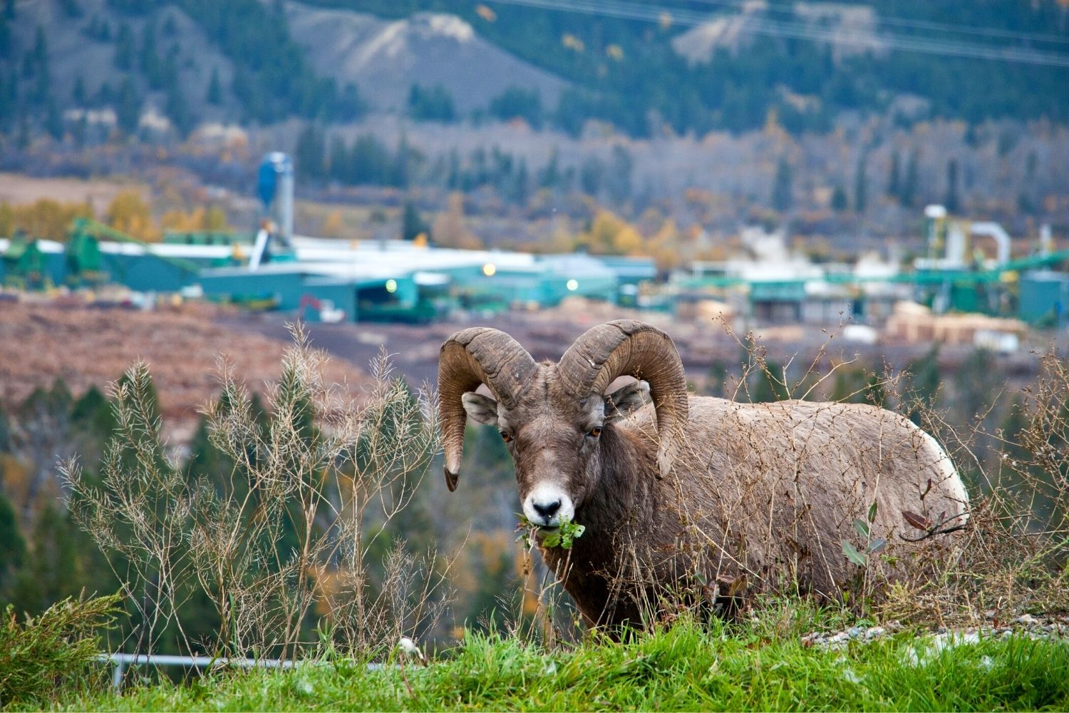 Things to do in Radium Hot Springs