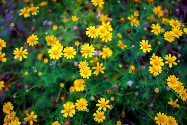 21 AWESOME Things to Do in Radium Hot Springs (2024)