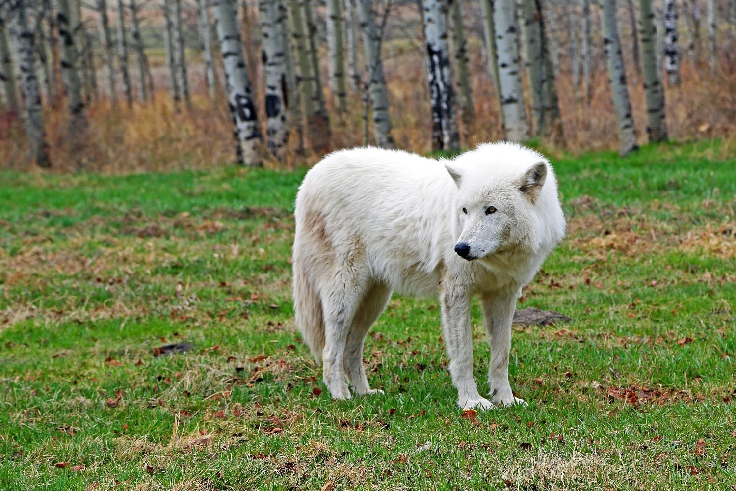 Northern Lights Wildlife Wolf Center