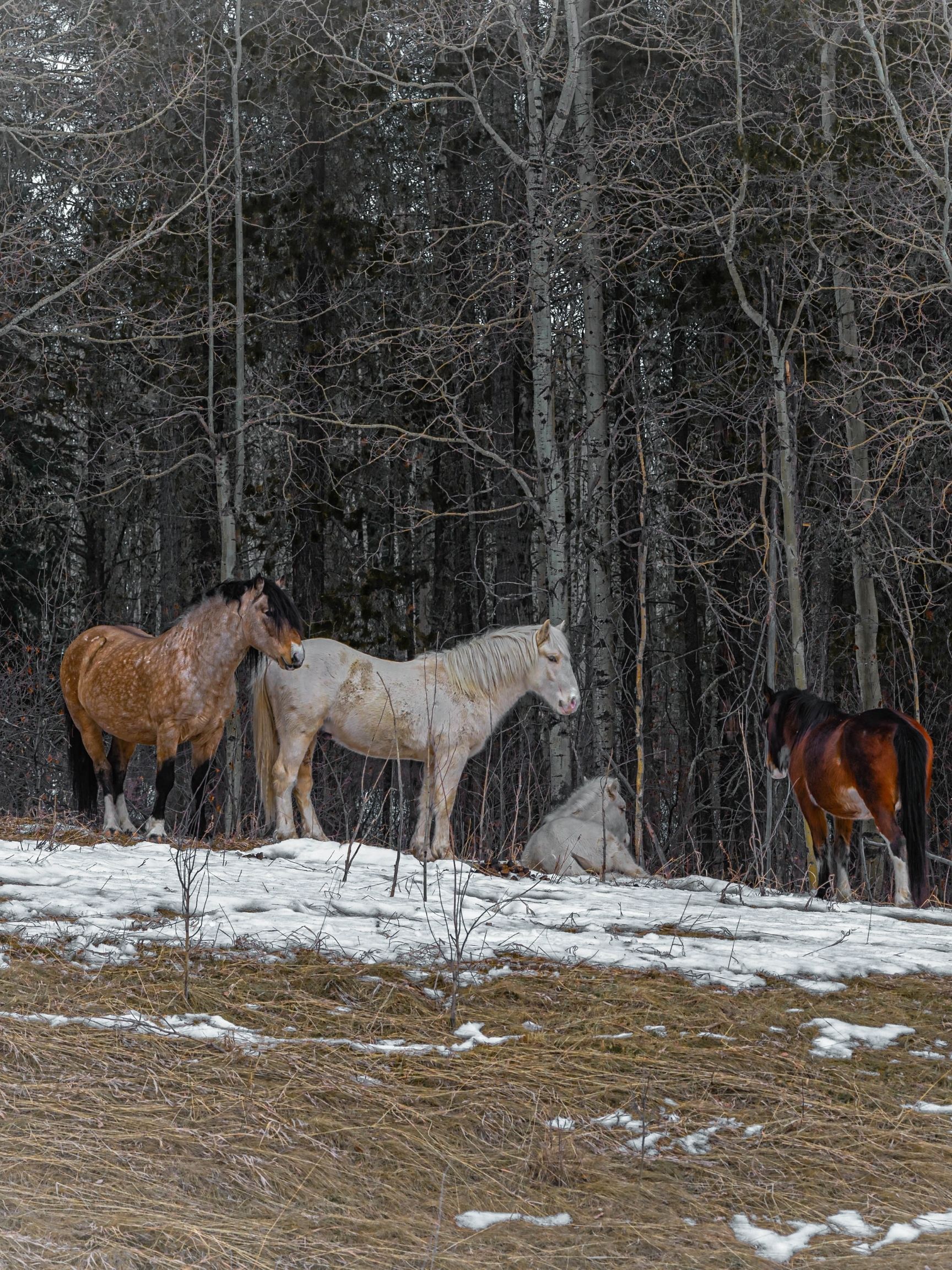 things to do in nordegg, alberta - wild horses
