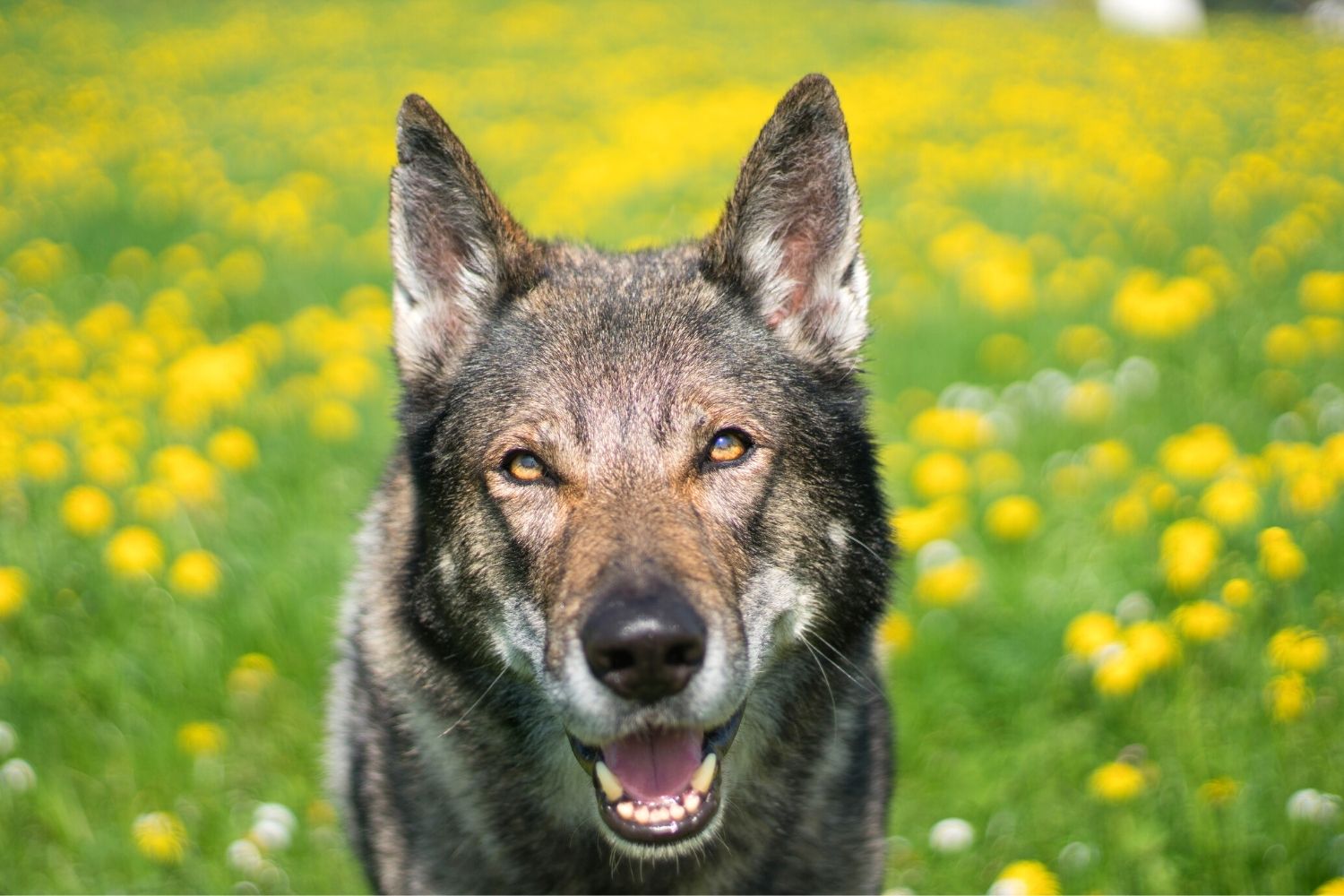 yamnuska wolfdog sanctuary canada