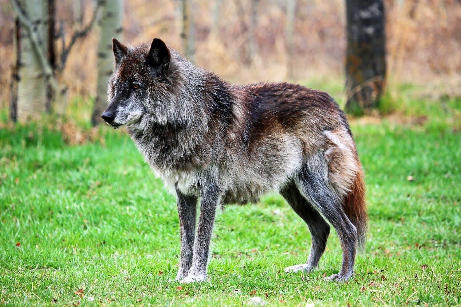 How Much Does A Wolfdog Cost