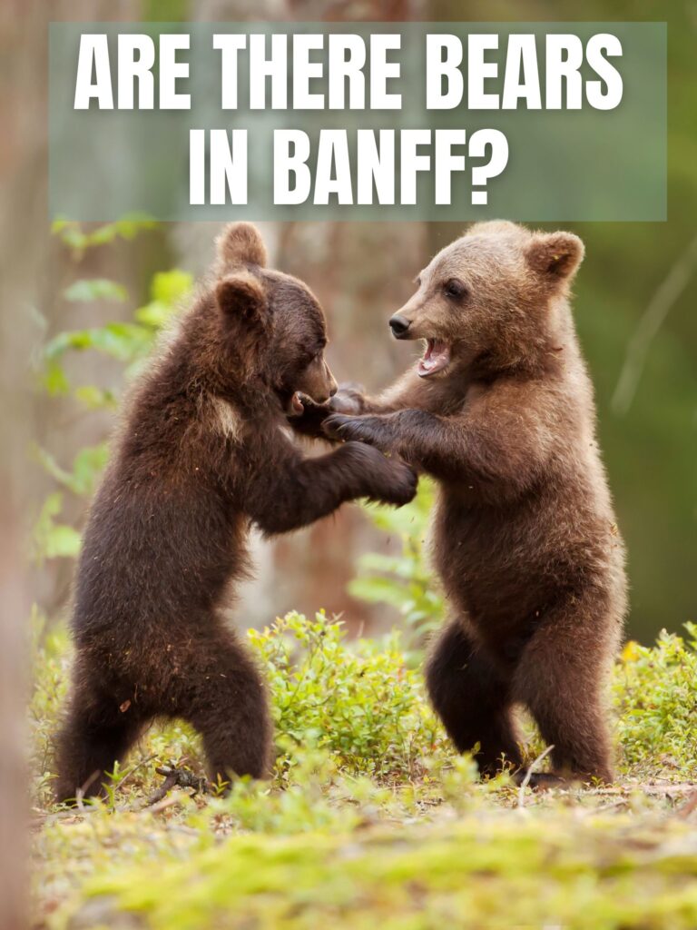 Are There Grizzly Bears in Banff National Park?