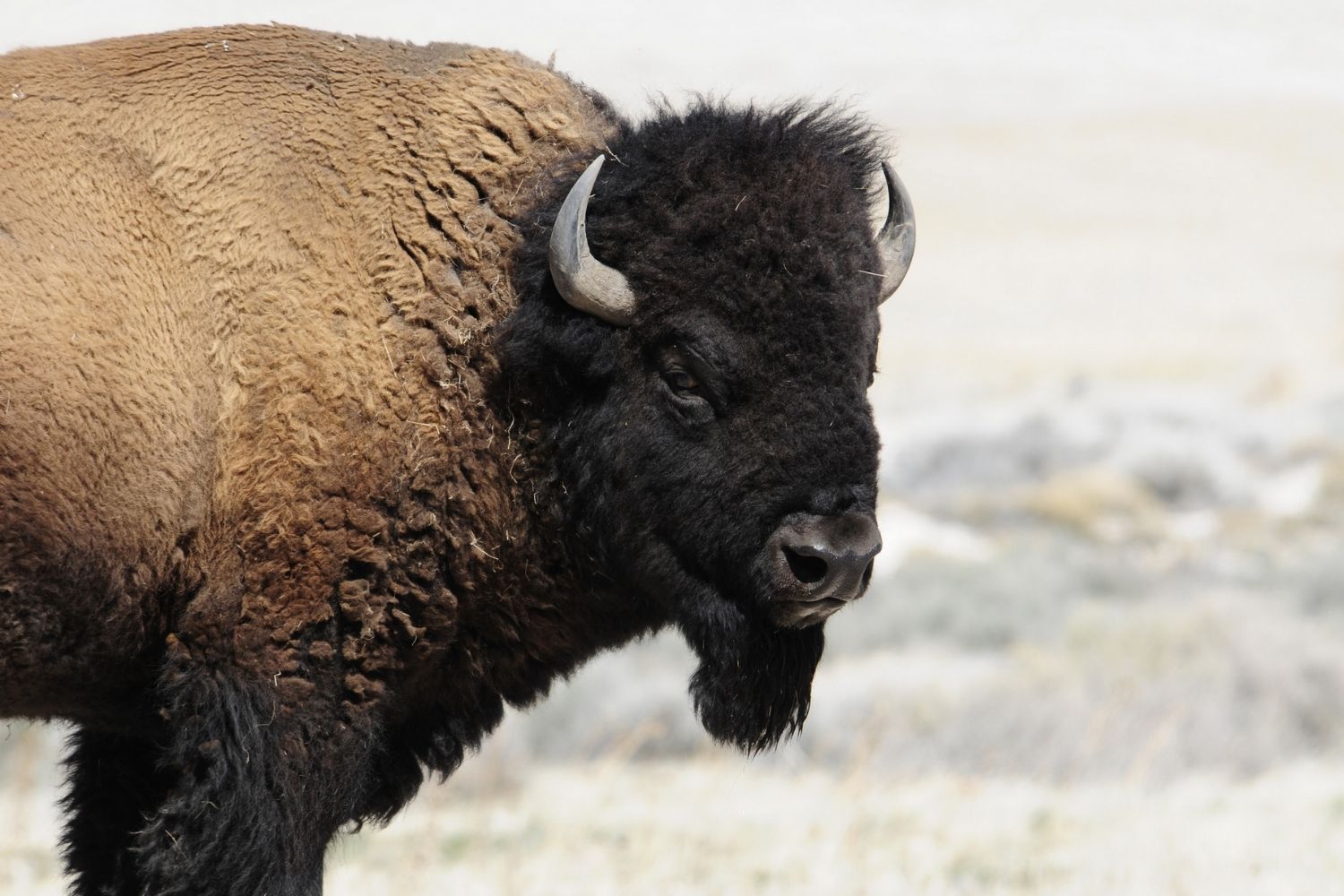 Buffalo Nations Museum