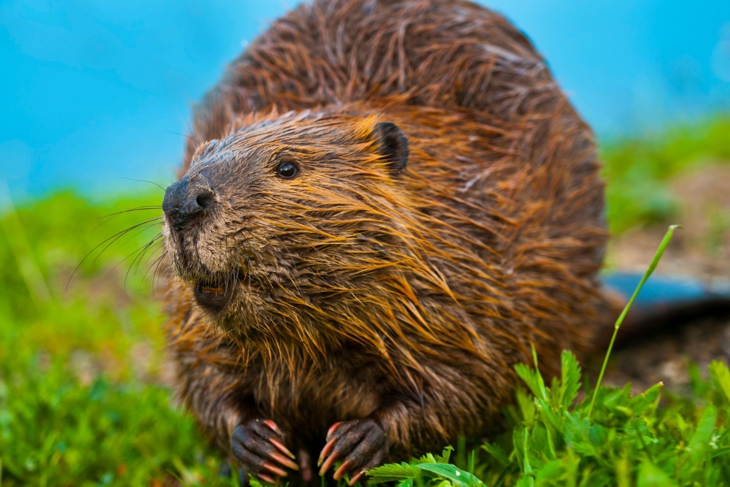 A Beaver Alongside A Pond