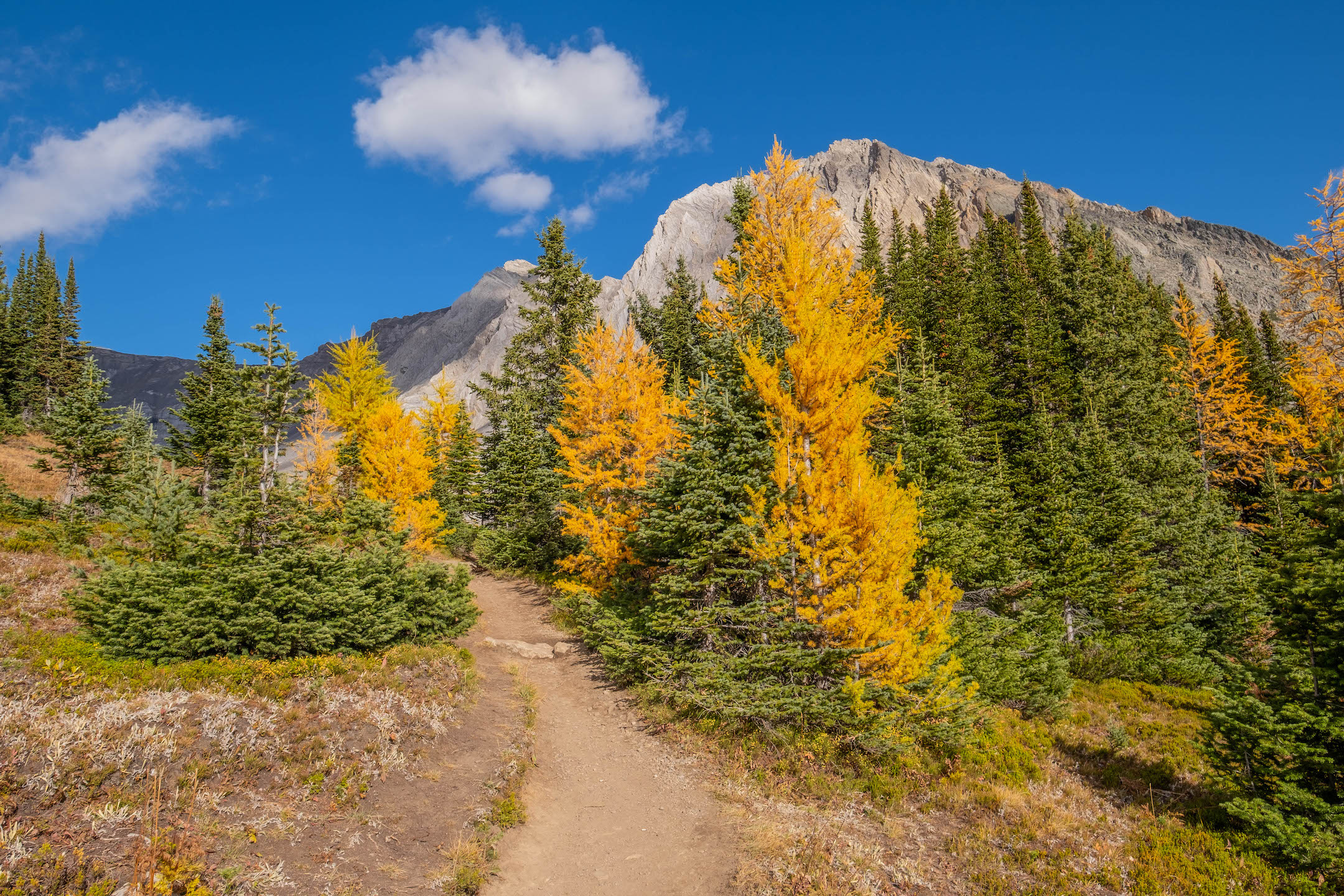 Ptarmigan Cirque trail