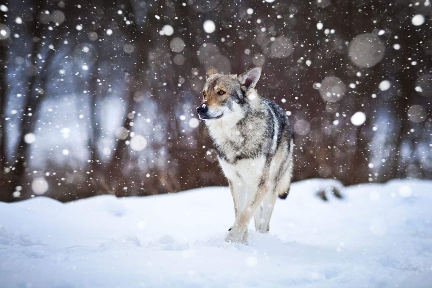 Yamnuska-Wolfdog-Santuary