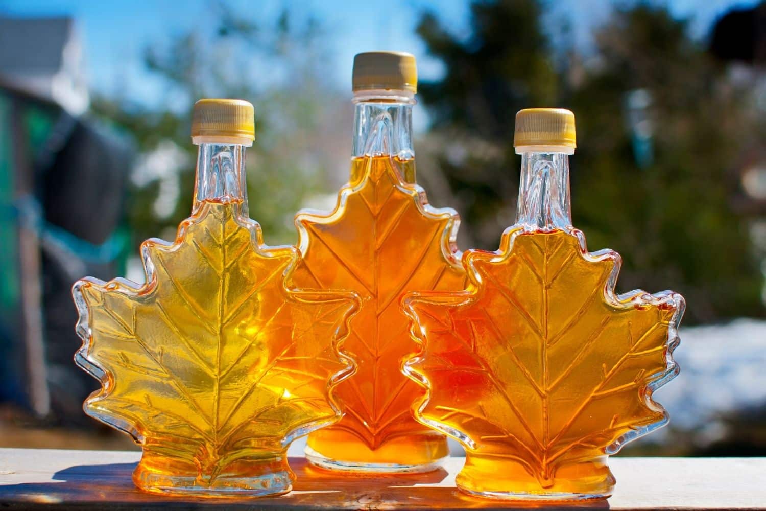 Maple Syrup 