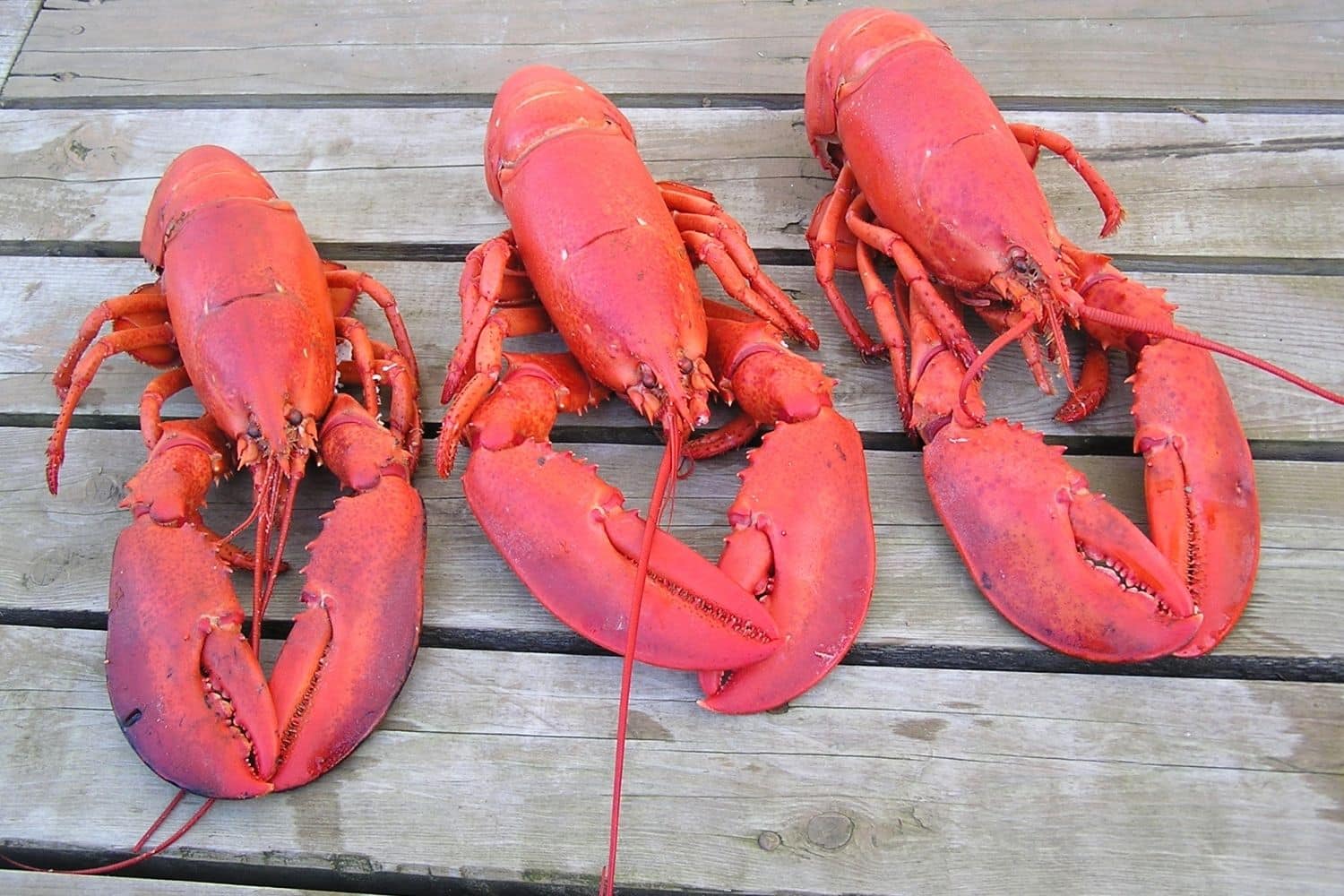 Nova Scotia Lobster 