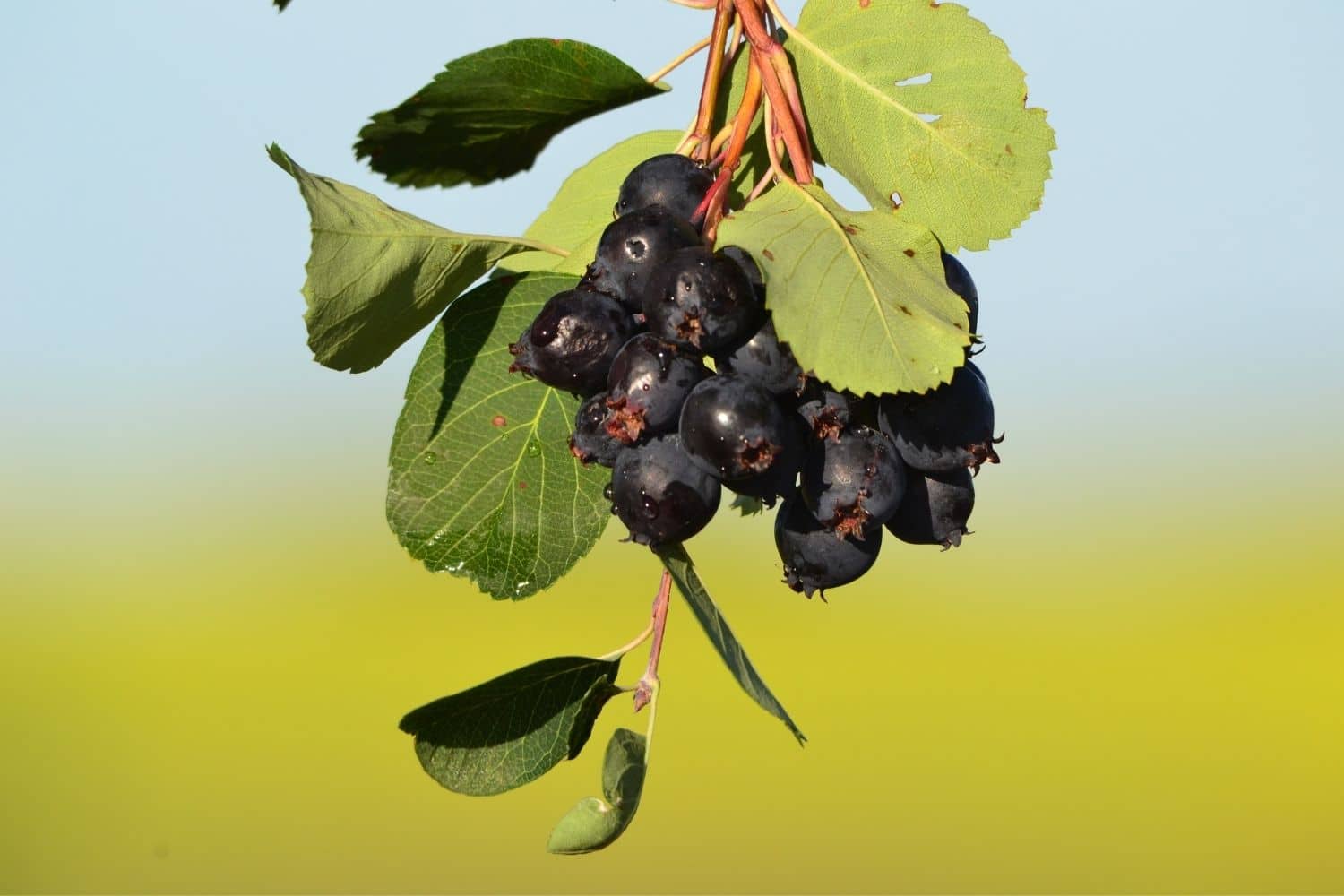 Saskatoon Berries