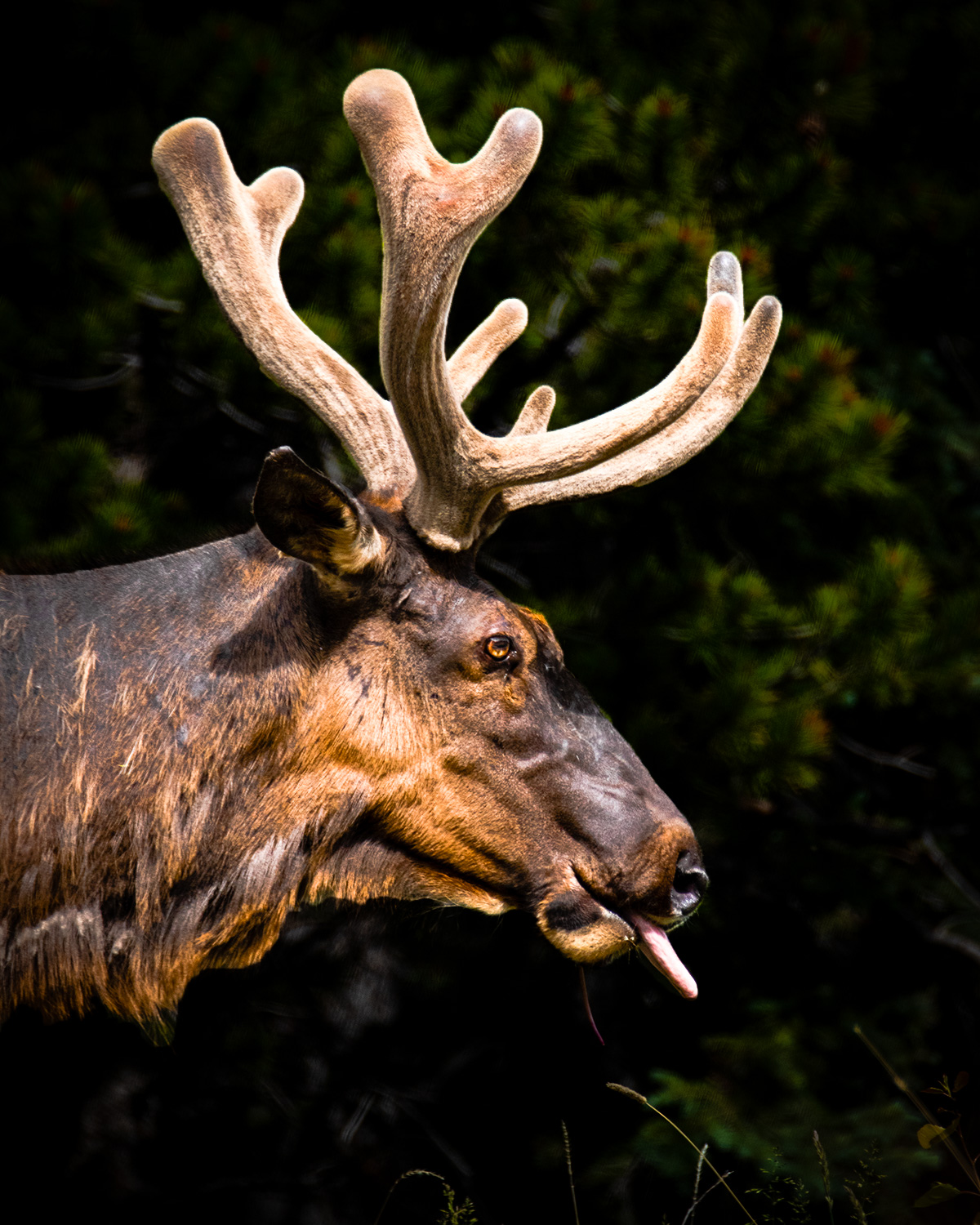 elk in canmore alberta