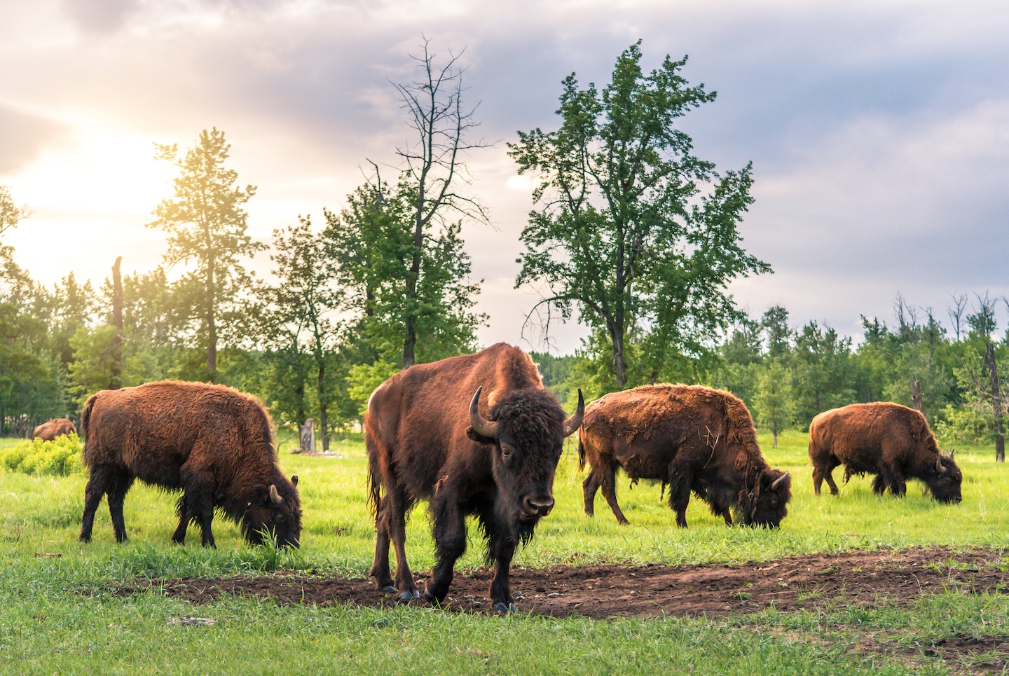 A Herd Of Bison At Elk Island National Park