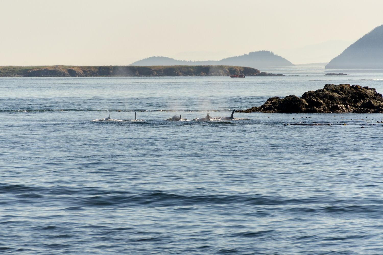 Orcas in Vancouver