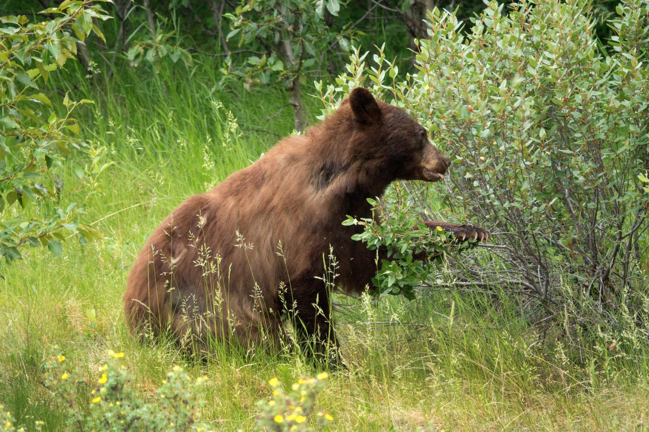 Bear Feeding On Buffaloberry