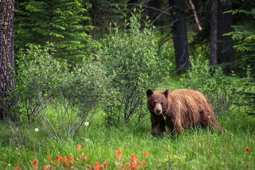 Bear Eating Dandelions in the distance