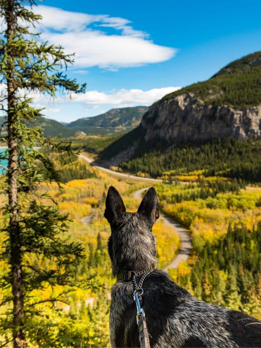 Dog On Leash In Kananaskis