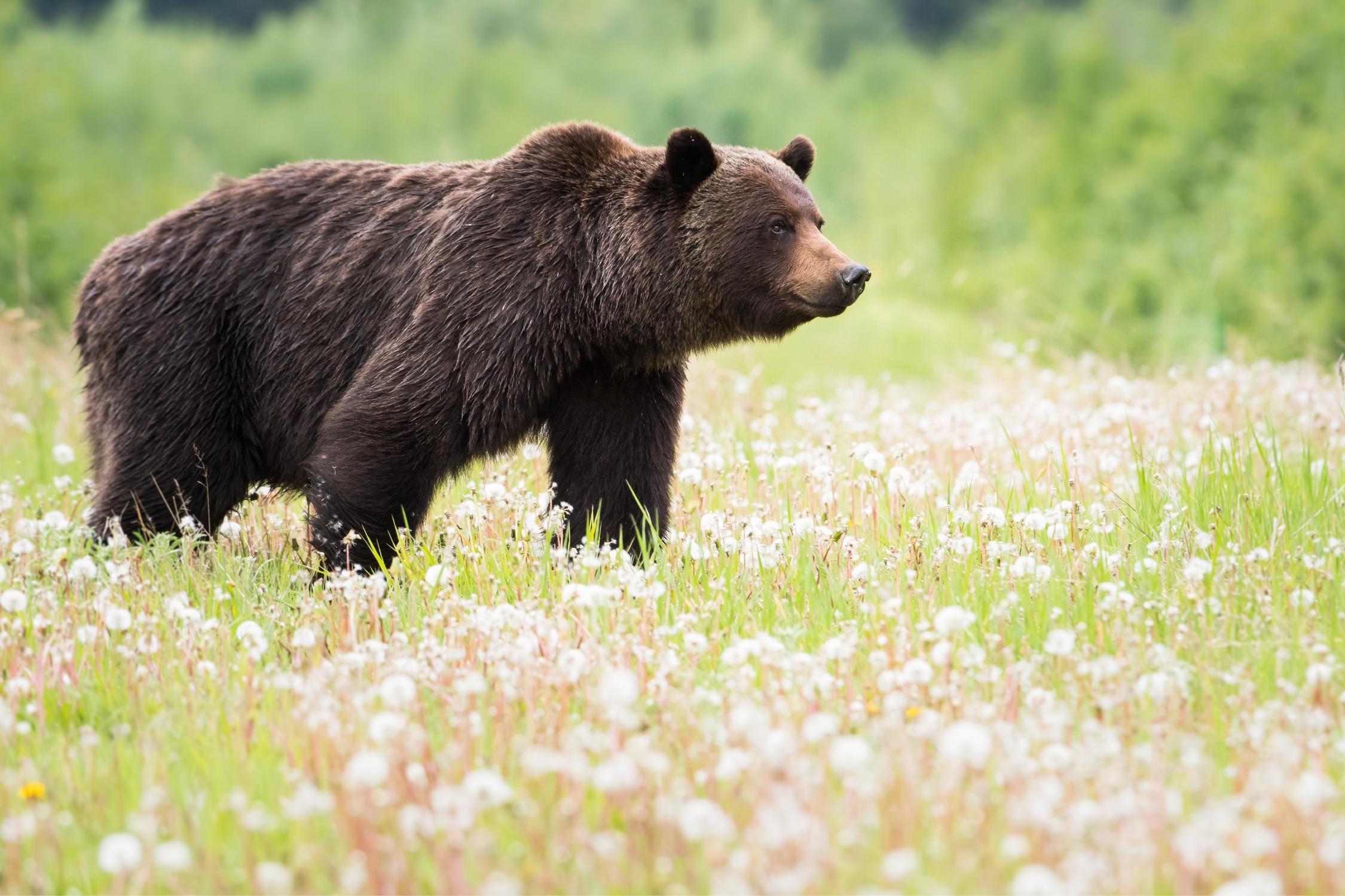 A grizzly bear looks off in the distance in a field of flowers