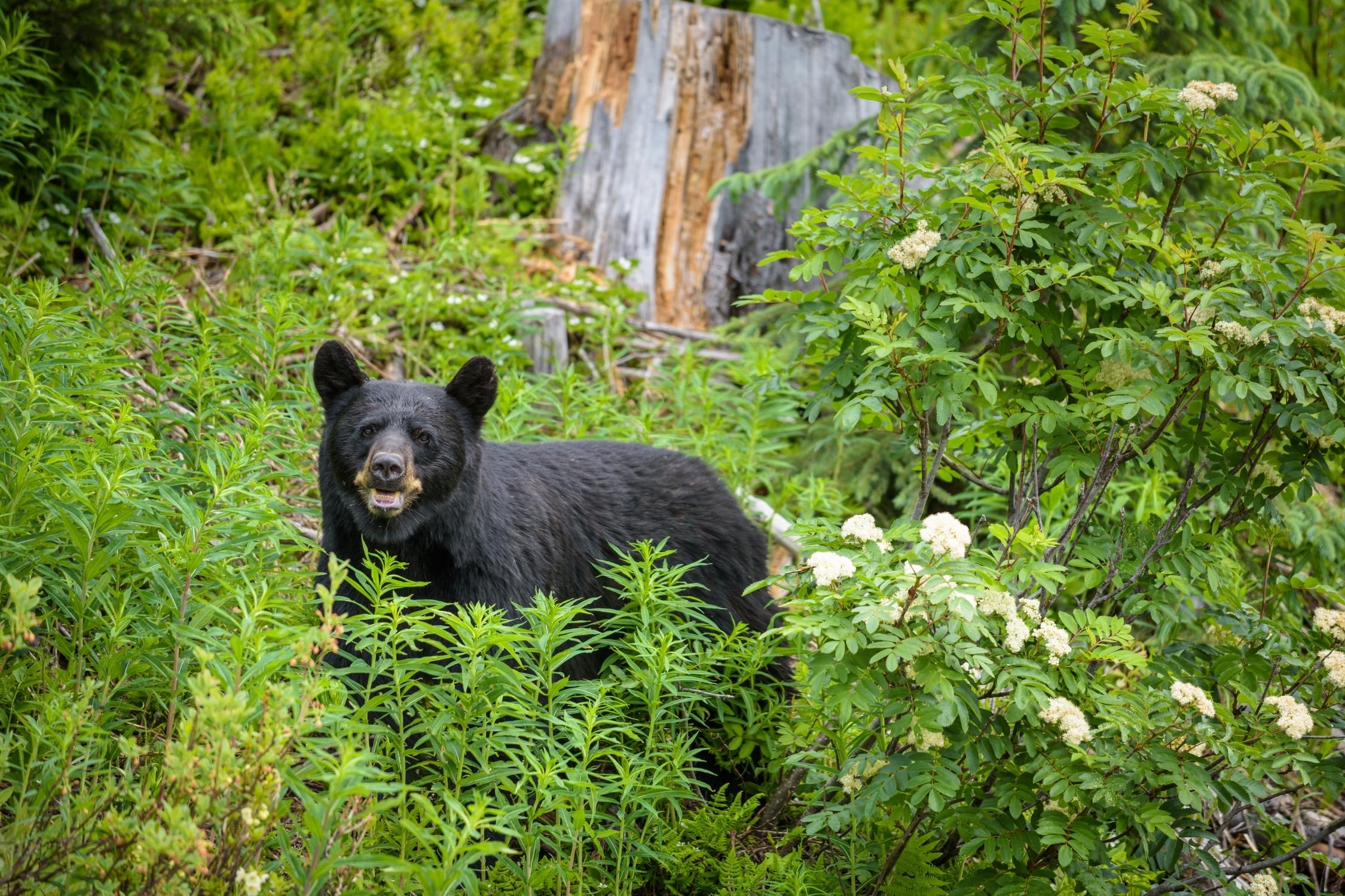A black bear behind thick vegetation