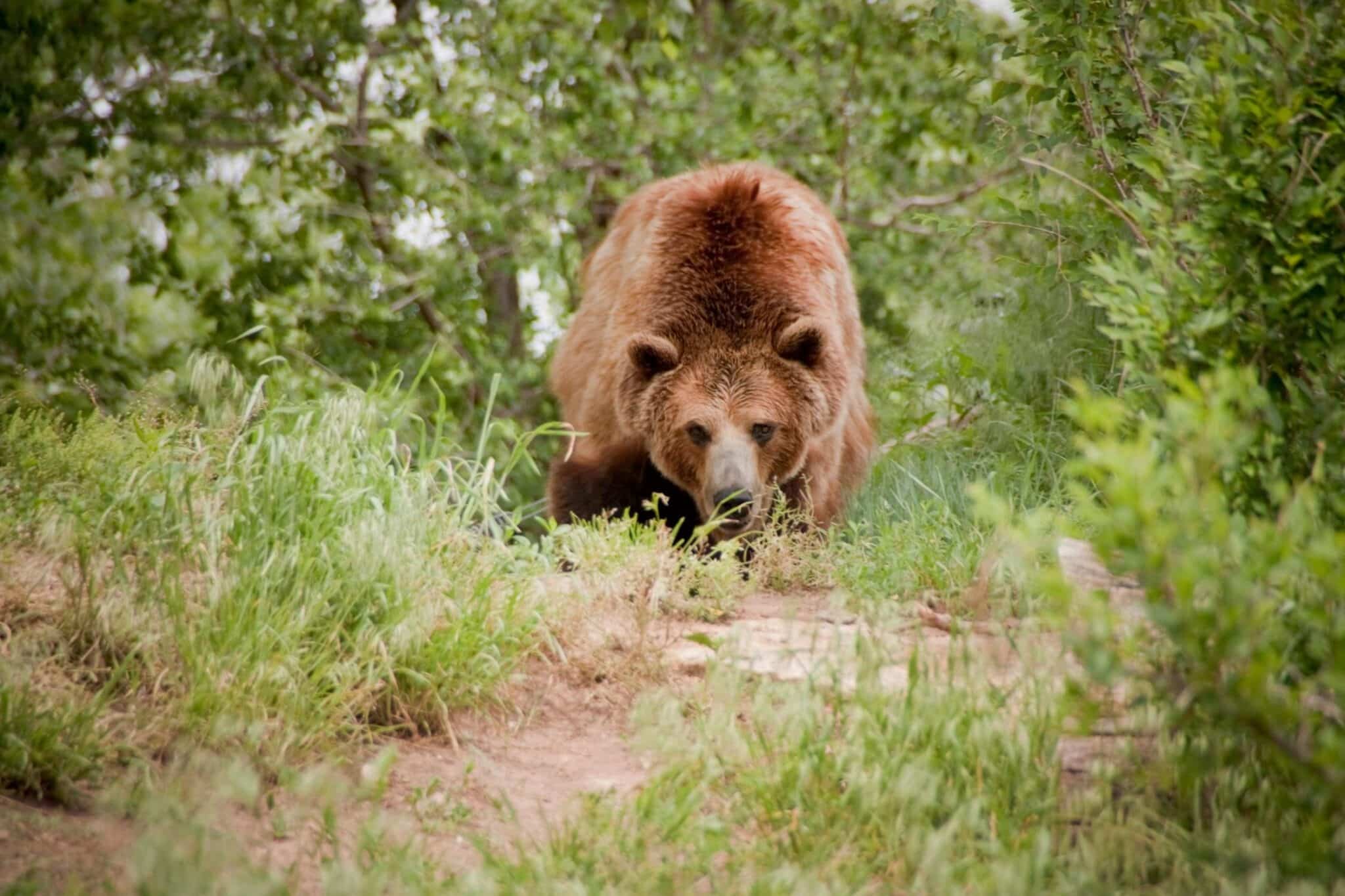 How To Safely Hike In Bear Country (Alberta & BC)