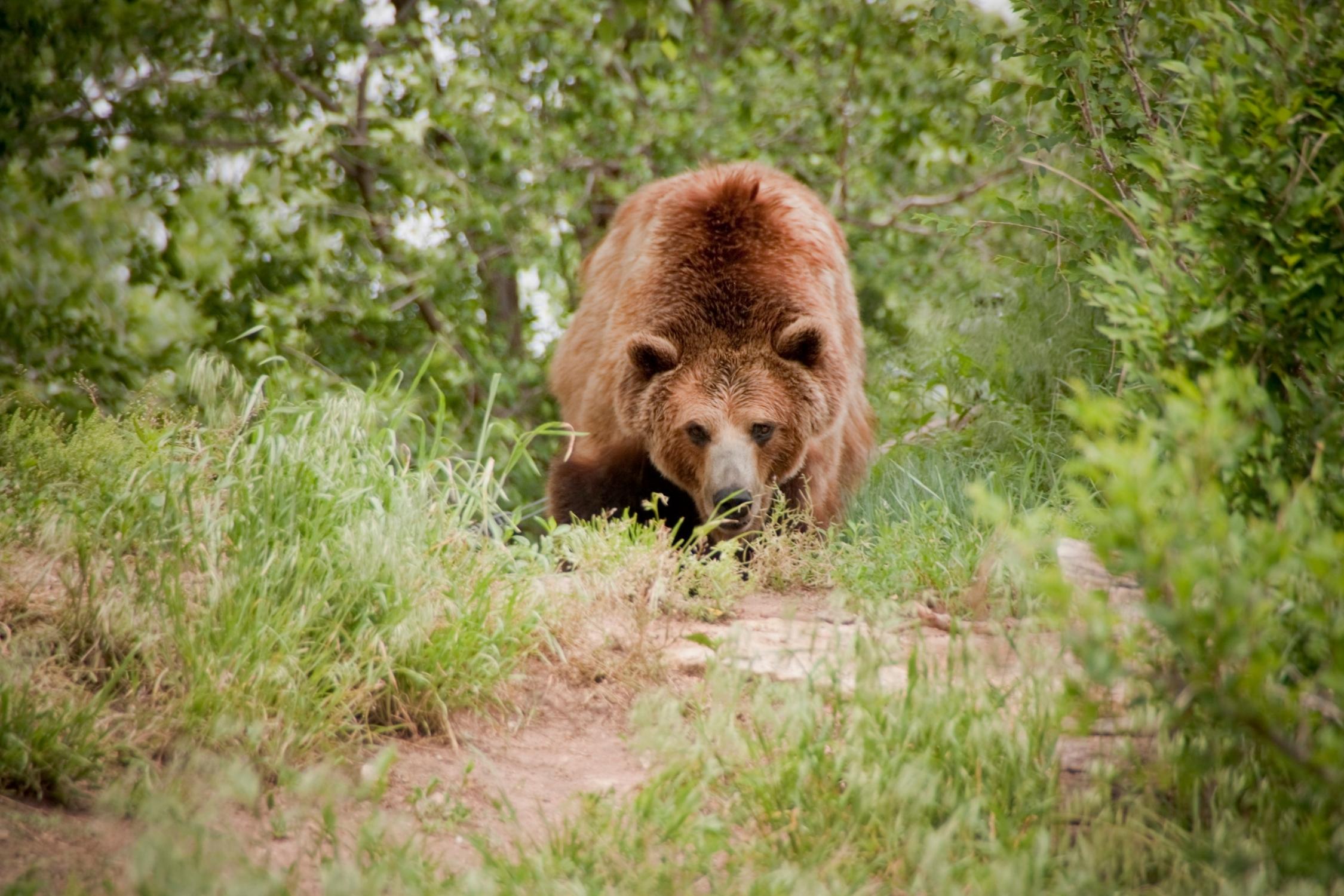 Startled grizzly bear on trail with a lowered head