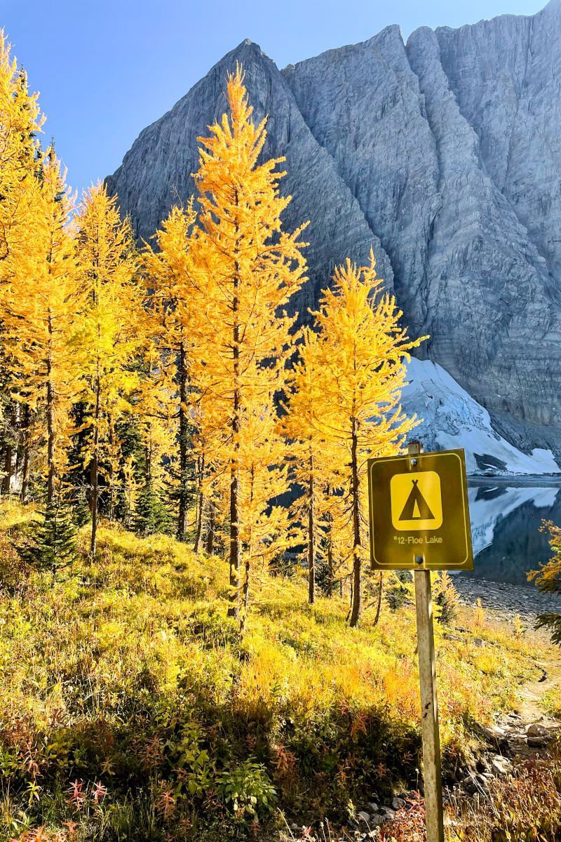 Floe Lake camground with golden larches