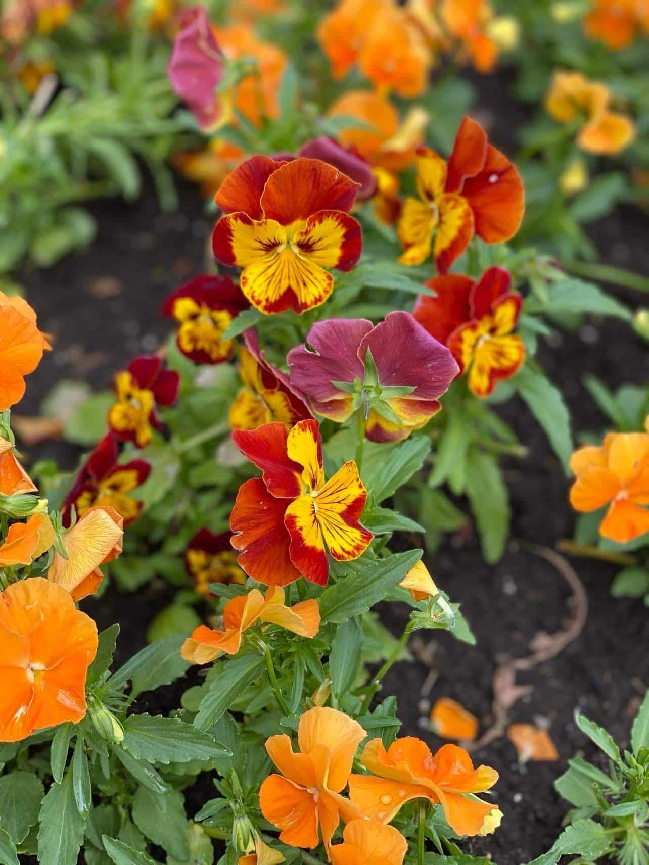 A Close Shot Of Flowers In The Cascade Garden