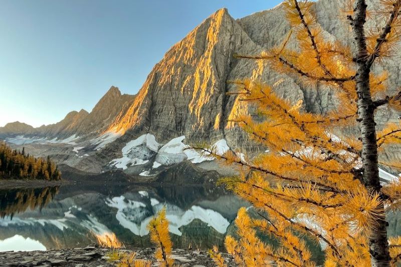 Floe lake at sunrise with larch tree